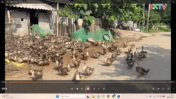 Xã Khánh Khê Hiệu quả từ mô hình nuôi vịt đầu xanh theo hướng an toàn sinh học
